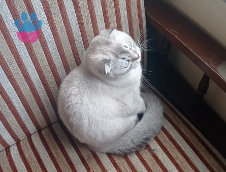 Scottish Fold  1 Yaşında Dişi Kedim Eş Arıyor