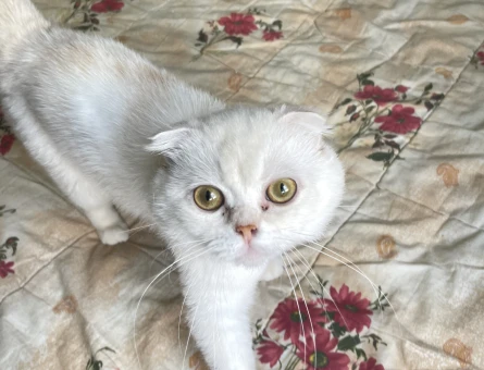 Scottish fold kedime eş arıyorum - 118969980