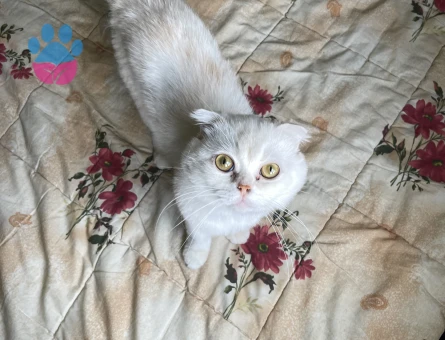Scottish fold kedime eş arıyorum