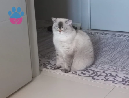 British Shorthair 1 Yaşında Eş Arıyor