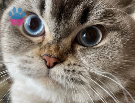 British Shorthair 1 Yaşında Eş Arıyor