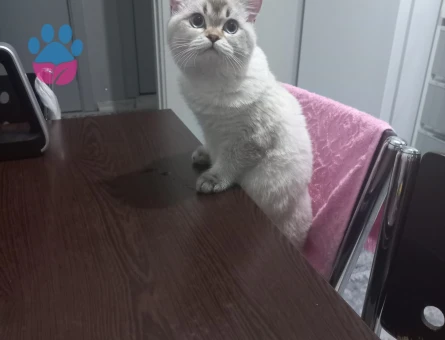 British Shorthair 1 Yaşında Eş Arıyor