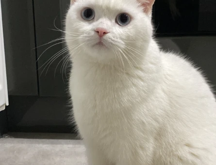 British Shorthair 1 Yaşında Eş Arıyor - 118969990