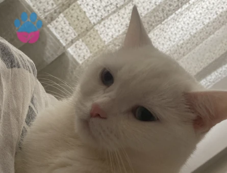 British Shorthair 1 Yaşında Eş Arıyor