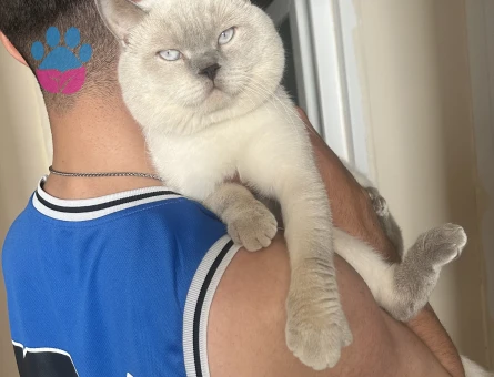 British Oğluşuma eş arıyorum