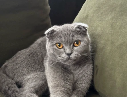 Scottish Fold Dişi kedi çiftleştirme - 118970004