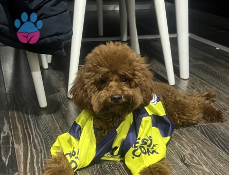 Şivasa eş arıyoruz