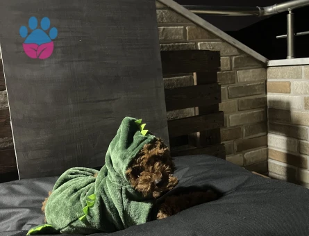 Şivasa eş arıyoruz