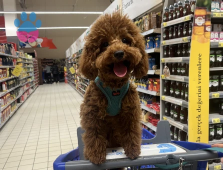 Şivasa eş arıyoruz