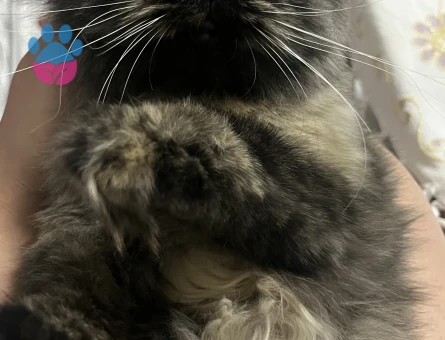 Kızıma eş arıyorum