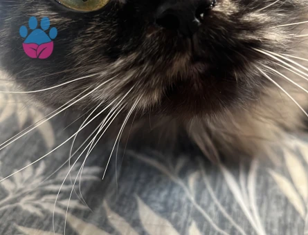 Kızıma eş arıyorum