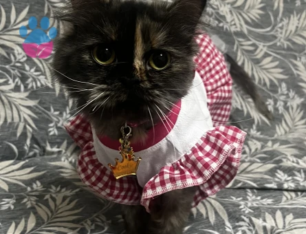 Kızıma eş arıyorum