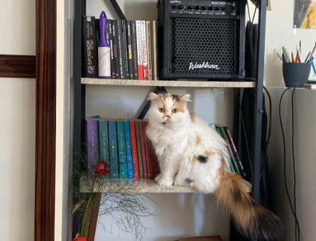 British longhair - 118978158