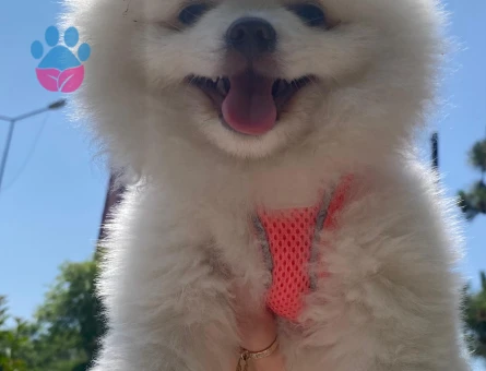 5aylık pomerian