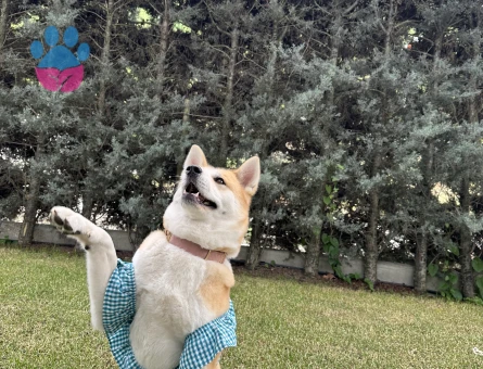 Safkan Dişi Akita’mıza Eş Arıyoruz.🍬💕