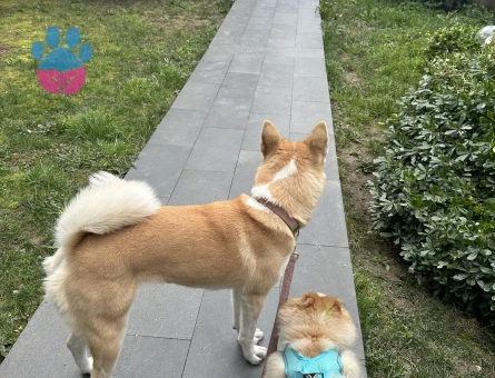 Safkan Dişi Akita’mıza Eş Arıyoruz.🍬💕