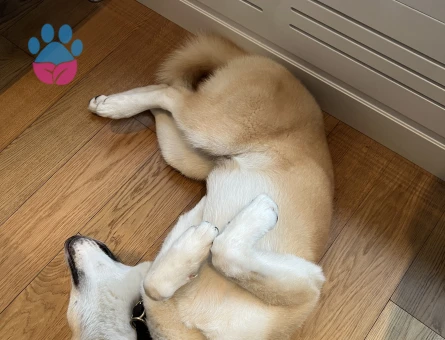 Safkan Dişi Akita’mıza Eş Arıyoruz.🍬💕