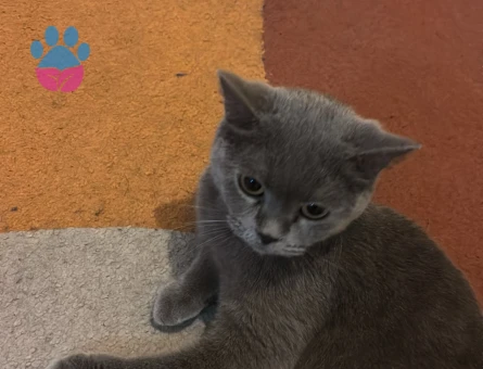 Kızıma eş arıyorum