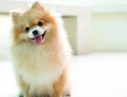 Dişi Pomeranian Köpeğimize Sevimli Bir Eş Arıyoruz - 118978169