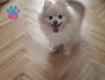Dişi Pomeranian Köpeğimize Sevimli Bir Eş Arıyoruz