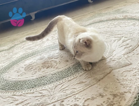 Scottish Fold 1 Yaşında Kızım EŞ Aramakta