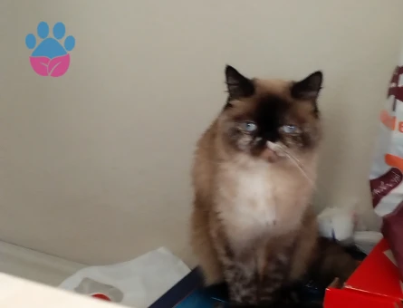 British Shorthair 1 Yaşında Dişi Kızgınlıkta