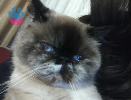 British Shorthair 1 Yaşında Dişi Kızgınlıkta