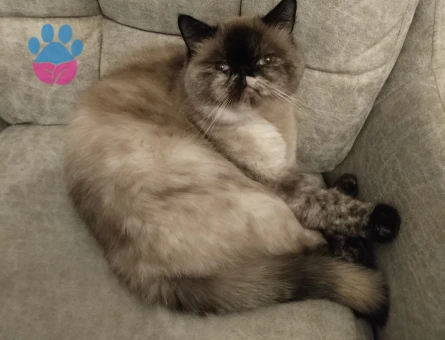 British Shorthair 1 Yaşında Dişi Kızgınlıkta