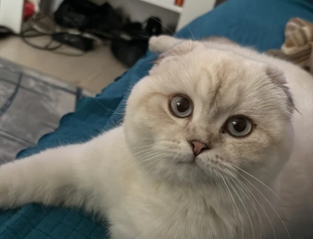 Scottish Fold Erkek kedime eş arıyorum - 118970633