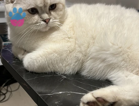 Scottish Fold Erkek kedime eş arıyorum