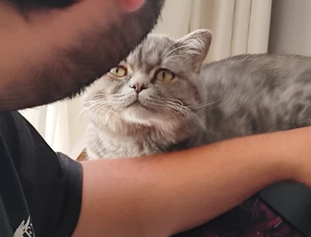 British Shorthair Oğluma Eş Arıyorum - 118970639