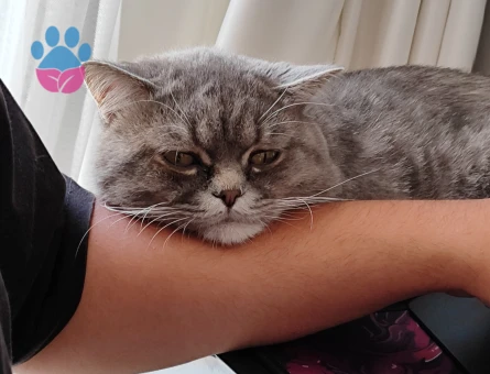 British Shorthair Oğluma Eş Arıyorum