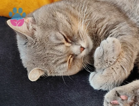 British Shorthair Oğluma Eş Arıyorum