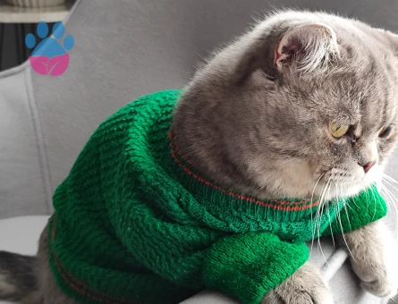 British Shorthair Oğluma Eş Arıyorum