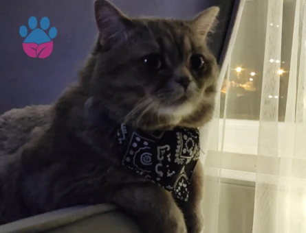 British Shorthair Oğluma Eş Arıyorum
