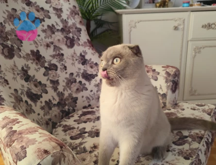 Gelin adayi arıyoruz