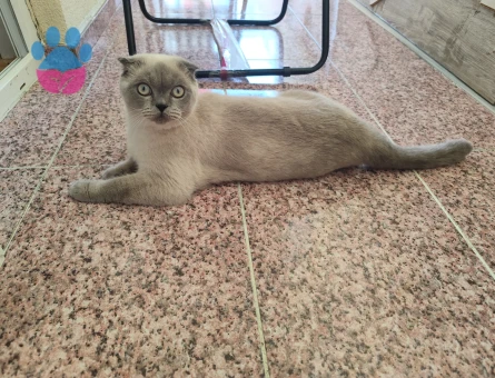 Gelin adayi arıyoruz