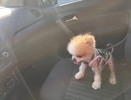 Teacup pomeranian Köpeğime Eş Arıyorum - 118978766
