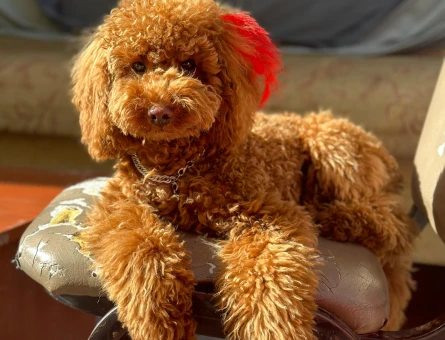Toy Poodle 11 Aylık Eş Arıyor - 118978768