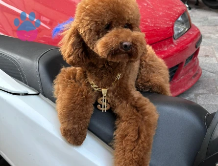 Toy Poodle 11 Aylık Eş Arıyor