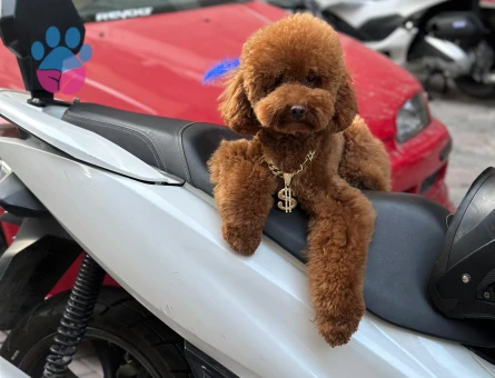 Toy Poodle 11 Aylık Eş Arıyor