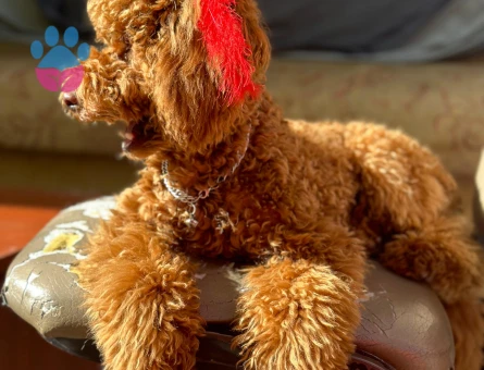 Toy Poodle 11 Aylık Eş Arıyor