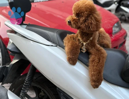 Toy Poodle 11 Aylık Eş Arıyor