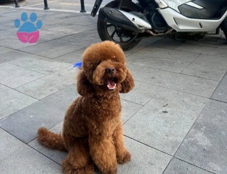 Toy Poodle 11 Aylık Eş Arıyor