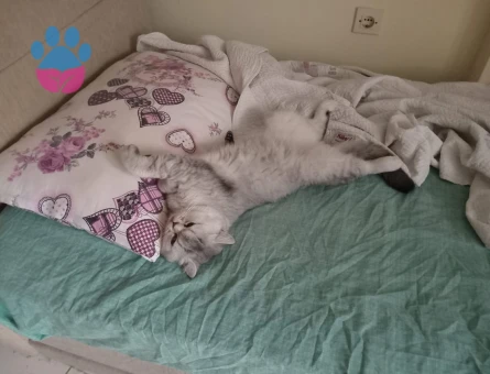 3 Yaşında Erkek Kedimiz İçin Eş arıyoruz