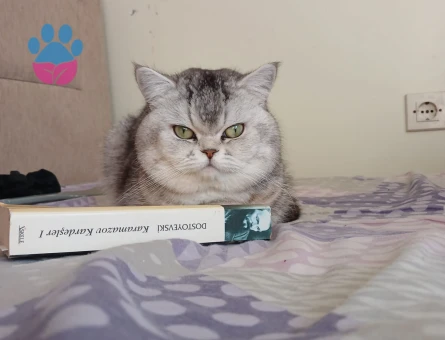 3 Yaşında Erkek Kedimiz İçin Eş arıyoruz