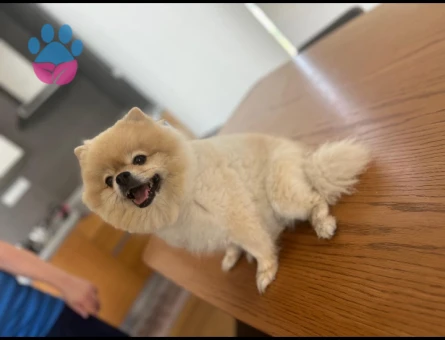 Pomerian boo kızım