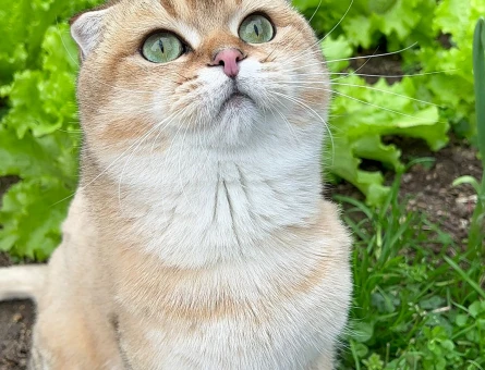 British Shorthair Oğlumuza güzel bir eş arıyoruz - 118978775