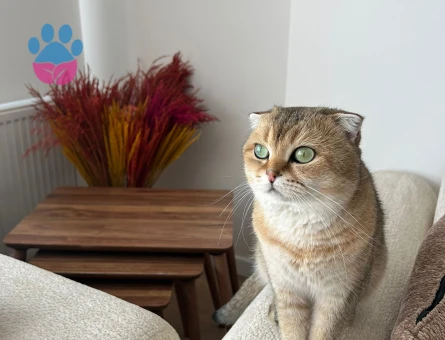 British Shorthair Oğlumuza güzel bir eş arıyoruz