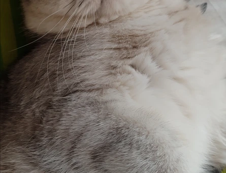 British Shorthair Kedimize eş arıyoruz - 118984628